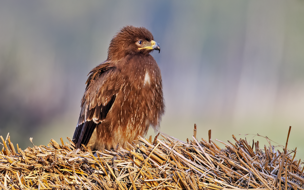 Indian Spotted Eagle - Parmil Kumar