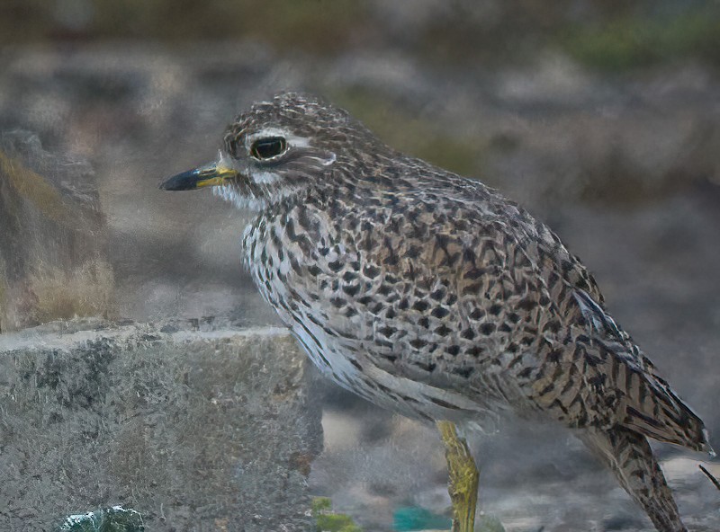 Spotted Thick-knee - ML614379457