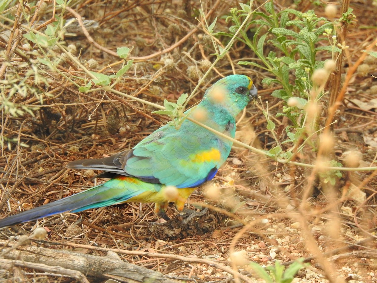 Разноцветный попугайчик - ML614379752