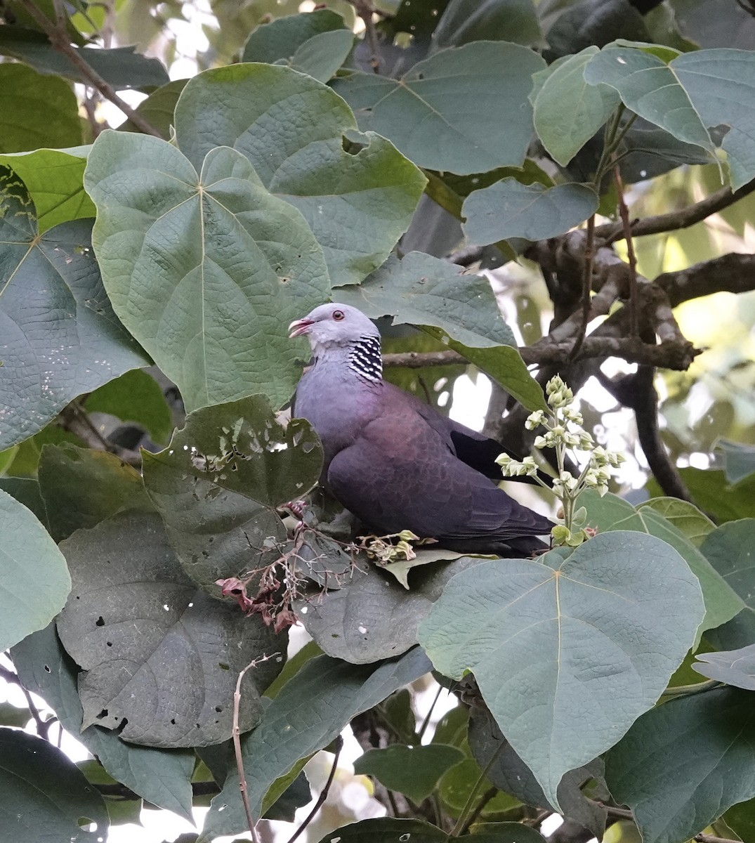 Nilgiri Wood-Pigeon - deidre asbjorn