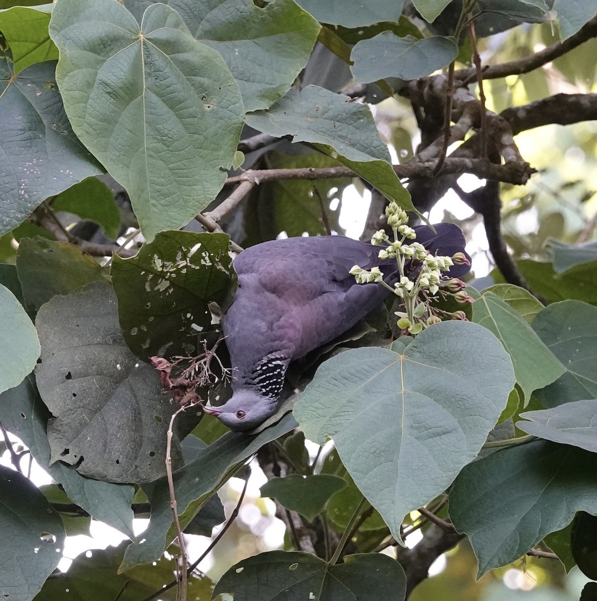 Nilgiri Wood-Pigeon - deidre asbjorn