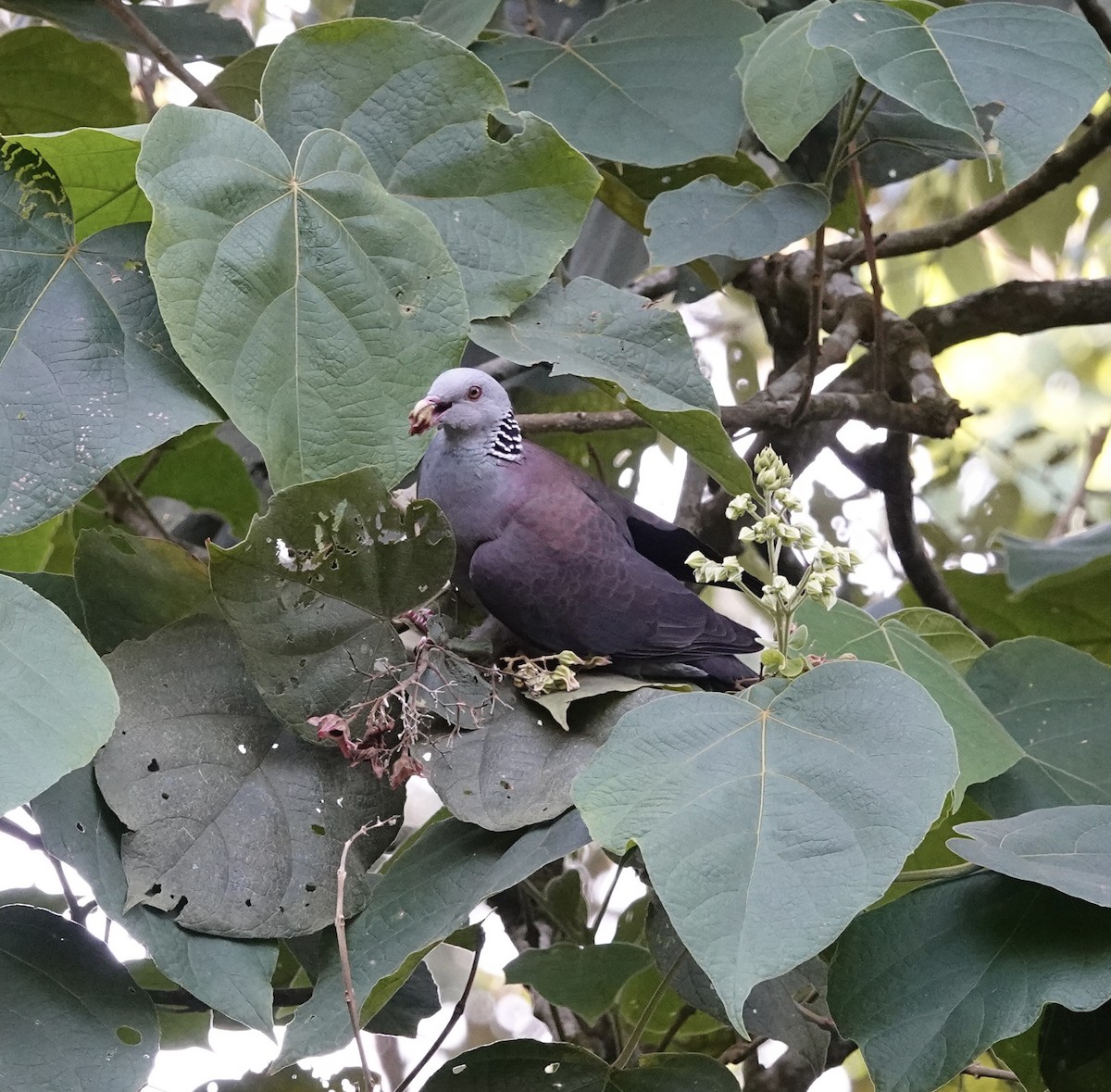 Nilgiri Wood-Pigeon - ML614379845