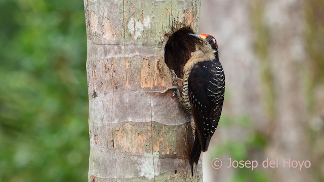 Black-cheeked Woodpecker - ML614379999