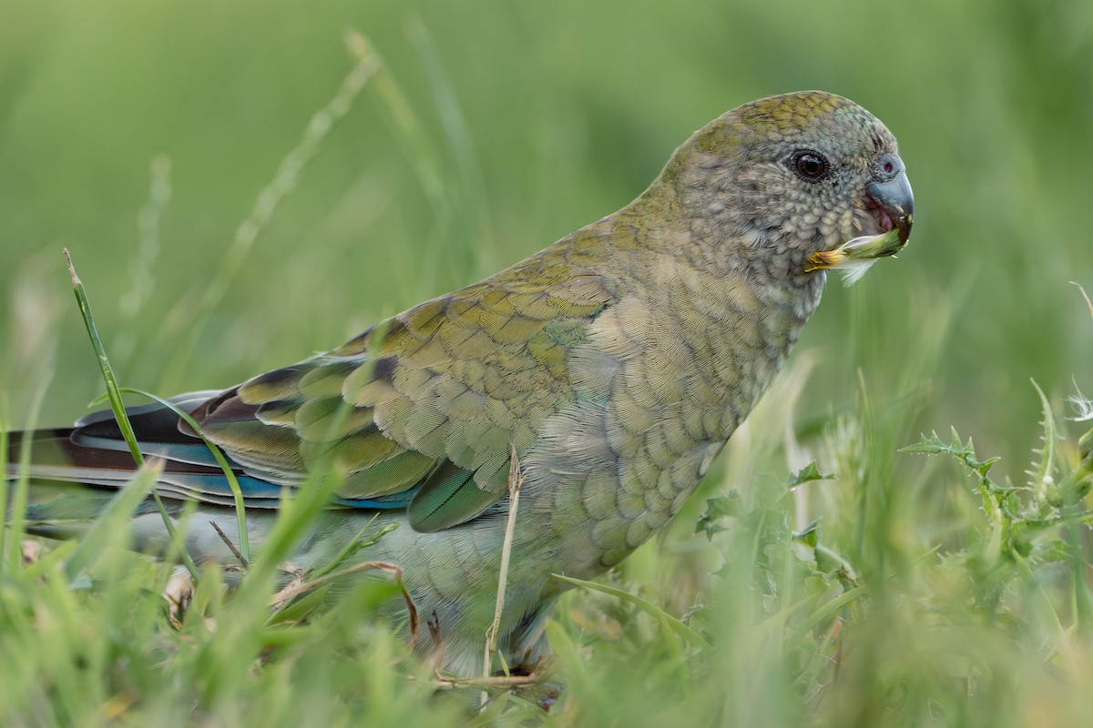 Red-rumped Parrot - ML614380022