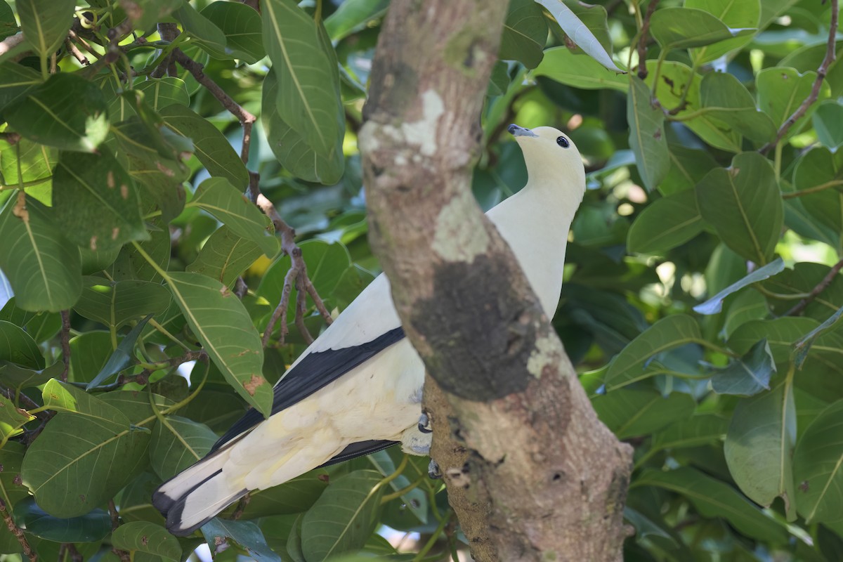 Pied Imperial-Pigeon - ML614381018