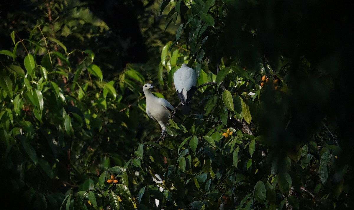 Pied Imperial-Pigeon - ML614381032