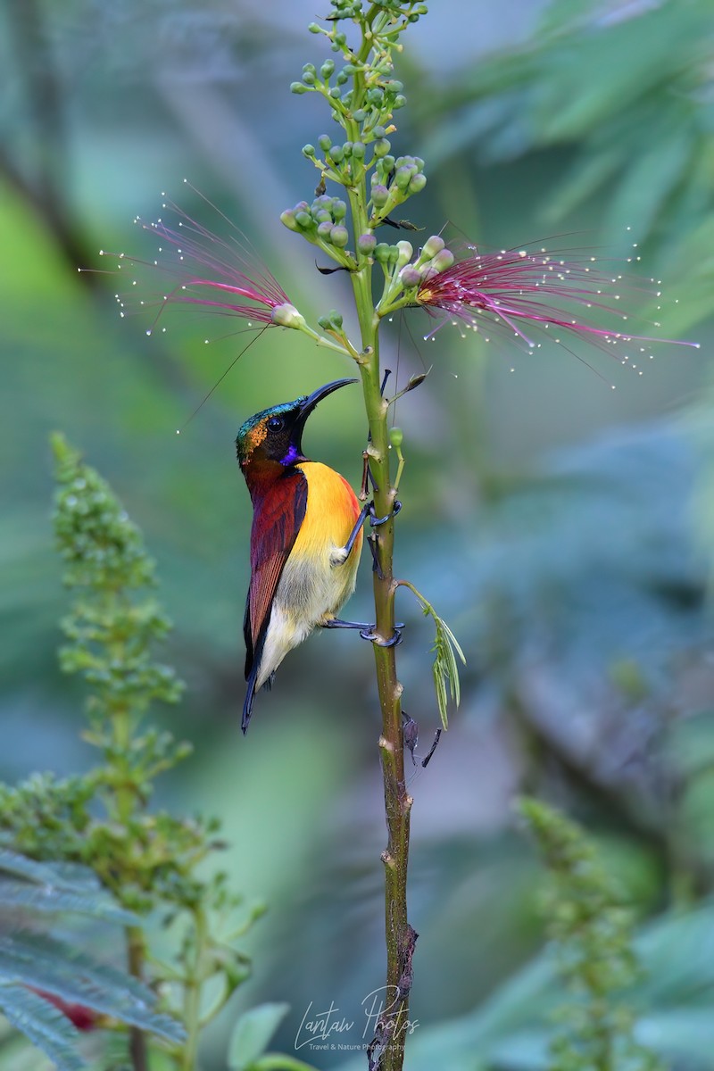 Purple-throated Sunbird (Orange-lined) - ML614381063