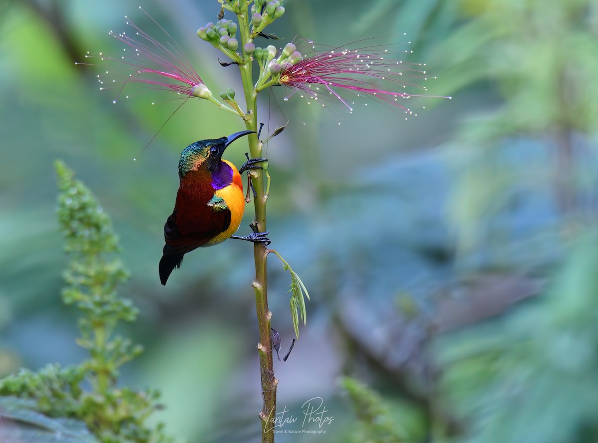 Purple-throated Sunbird (Orange-lined) - ML614381065