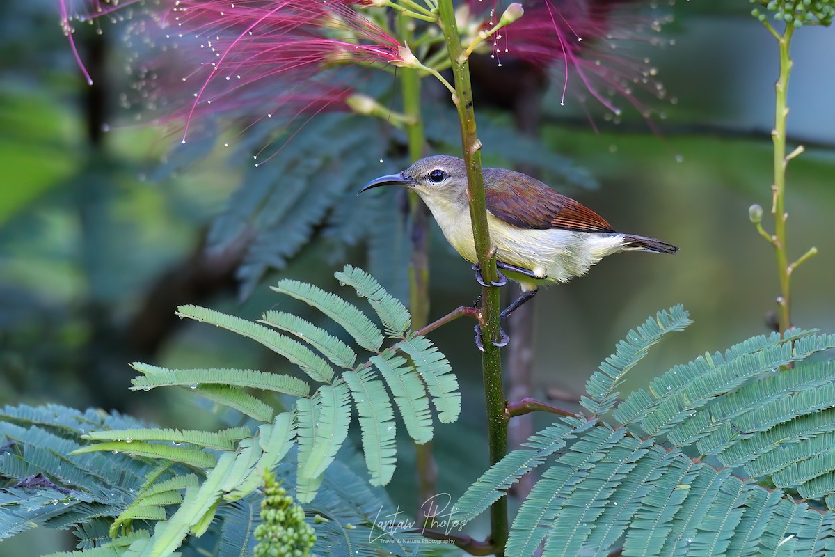 Purple-throated Sunbird (Orange-lined) - Allan Barredo