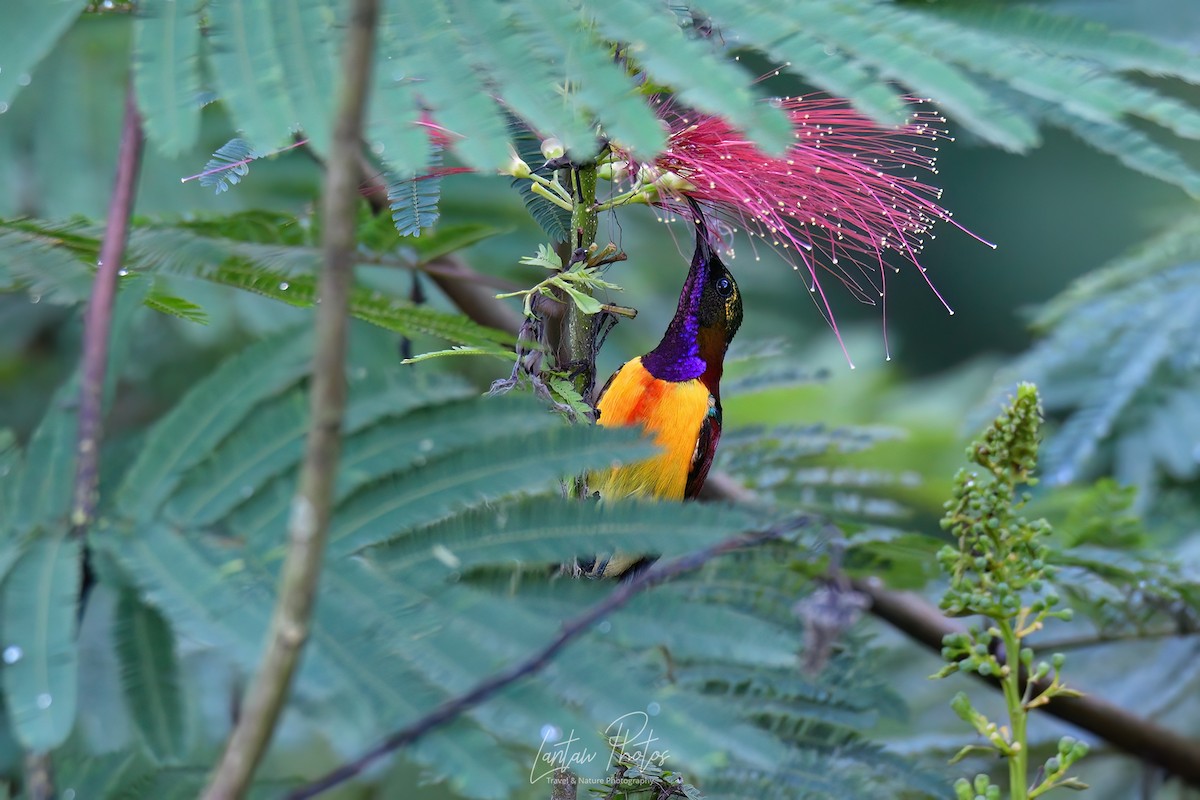 Purple-throated Sunbird (Orange-lined) - ML614381067
