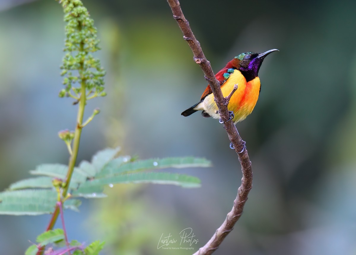 Purple-throated Sunbird (Orange-lined) - ML614381068