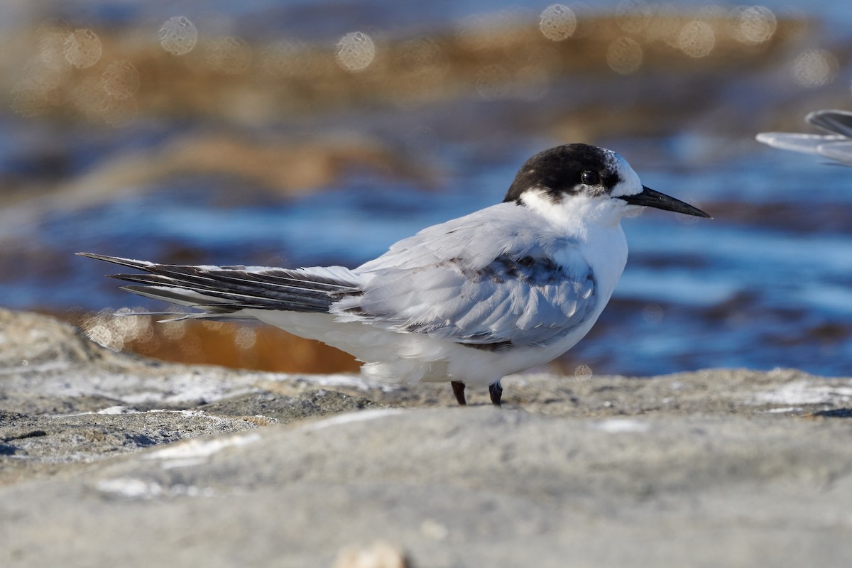 White-fronted Tern - ML614381390