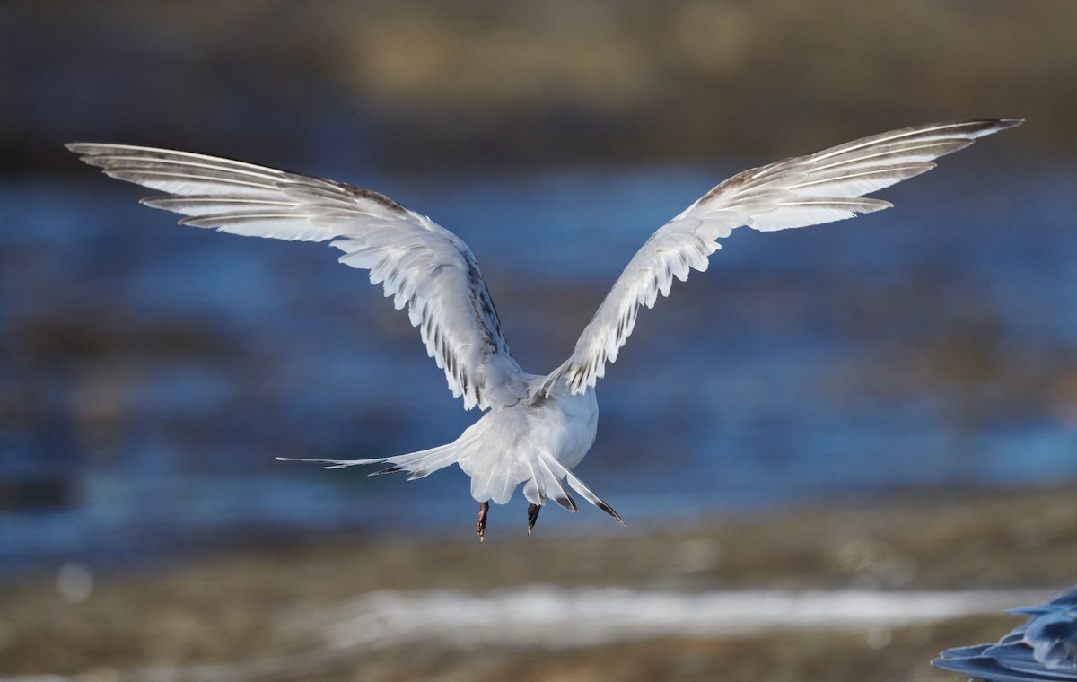 White-fronted Tern - ML614381394