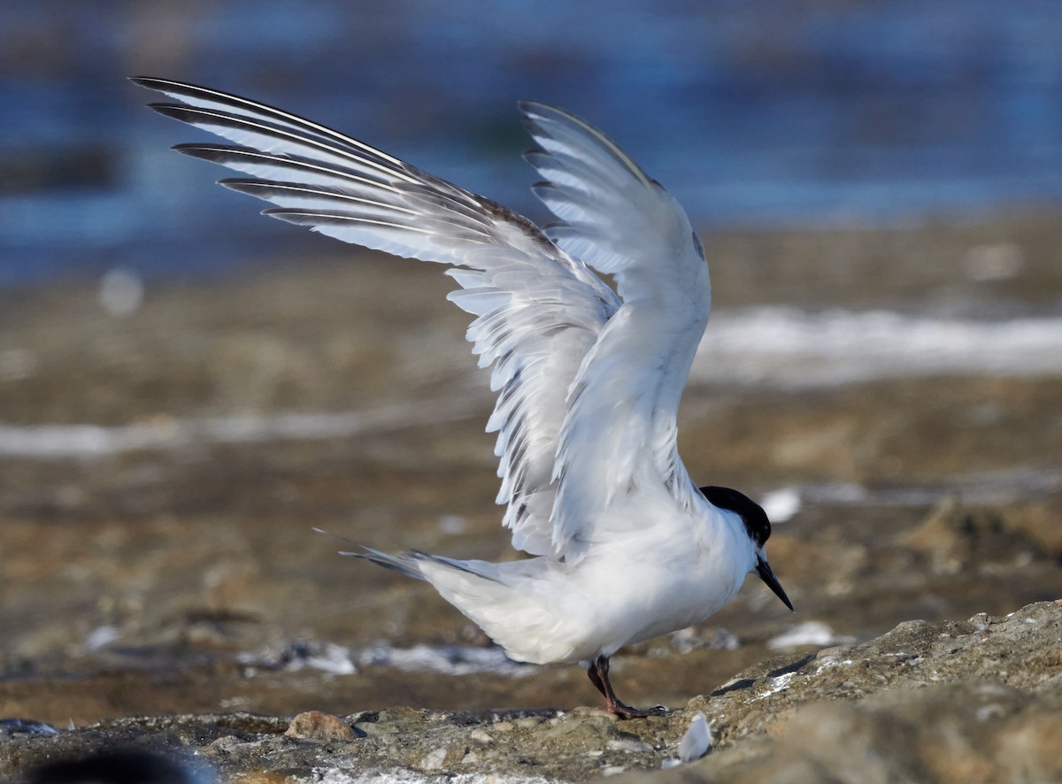 White-fronted Tern - ML614381402