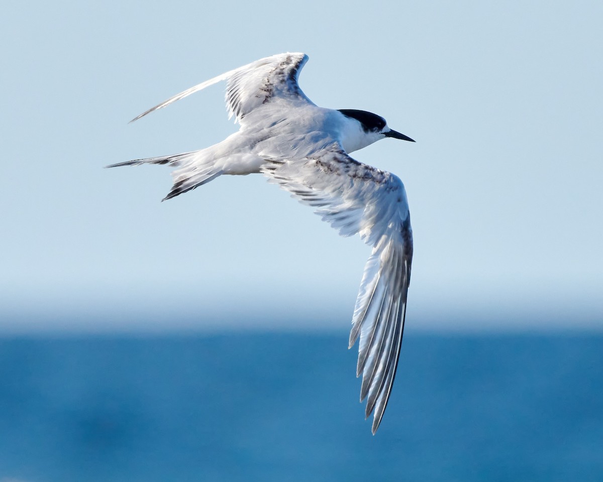 White-fronted Tern - ML614381408