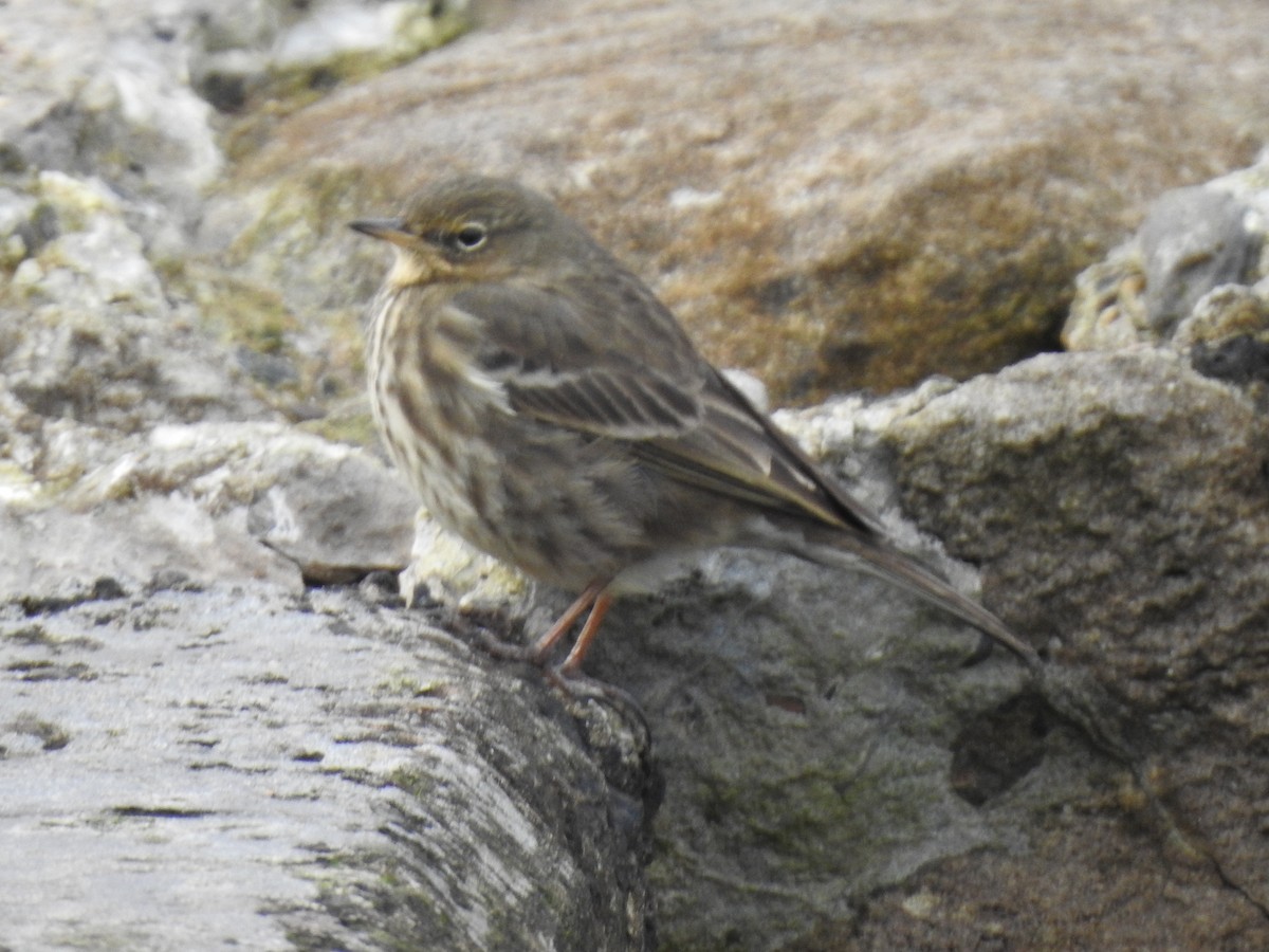 Rock Pipit - Alan Younger