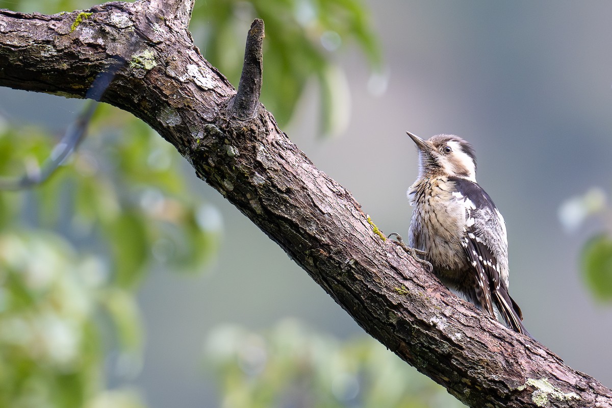 Gray-capped Pygmy Woodpecker - ML614381629