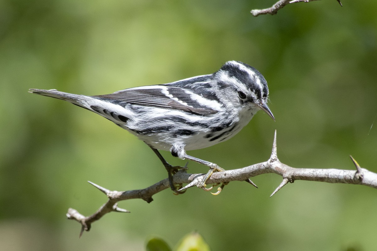 Black-and-white Warbler - Denny Swaby