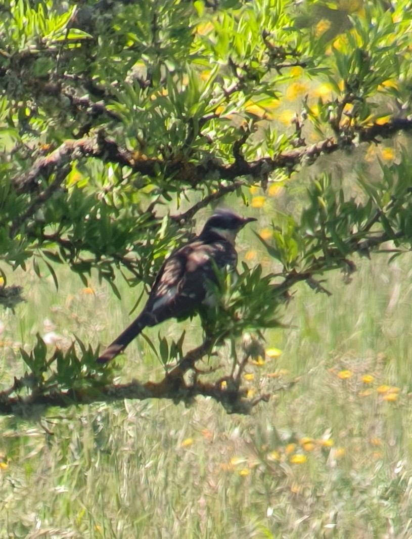 Great Spotted Cuckoo - ML614381983