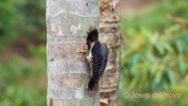 Black-cheeked Woodpecker - ML614382048
