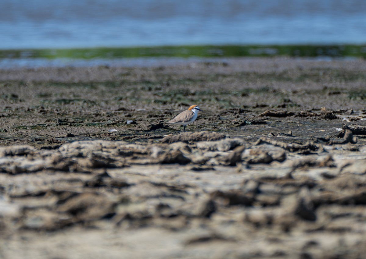 Red-capped Plover - ML614382094