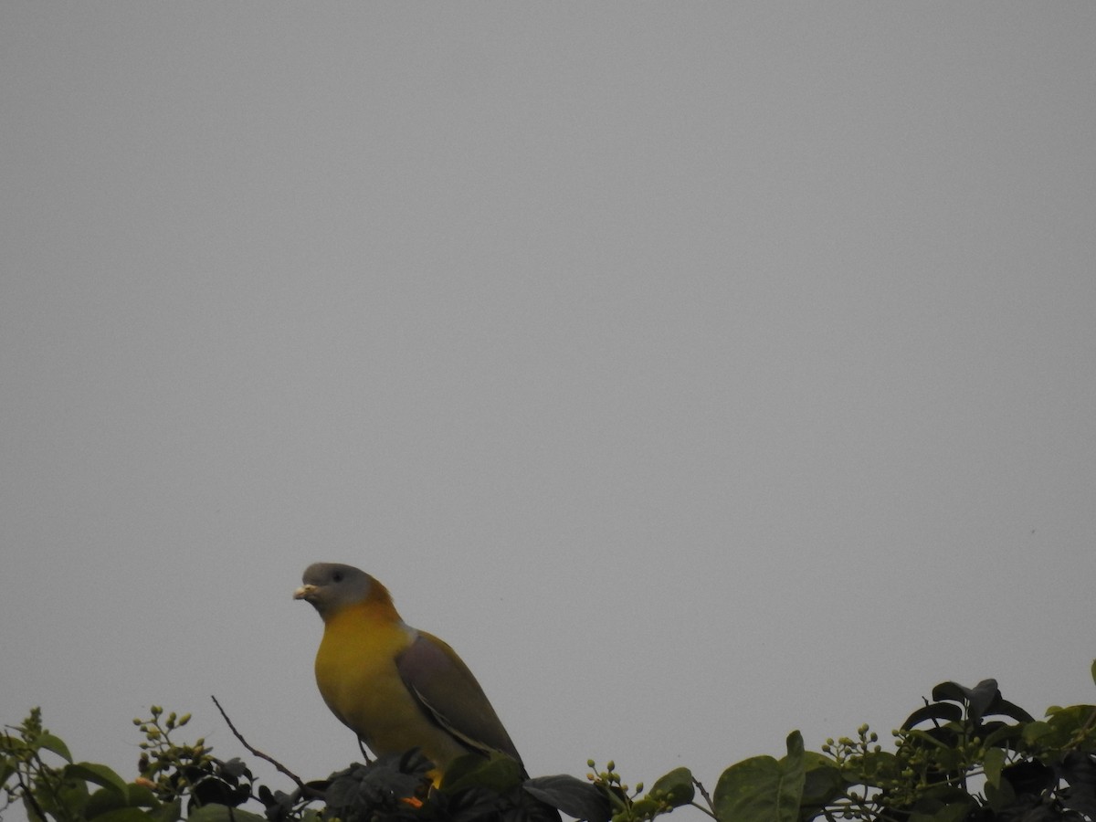 Yellow-footed Green-Pigeon - ML614382199