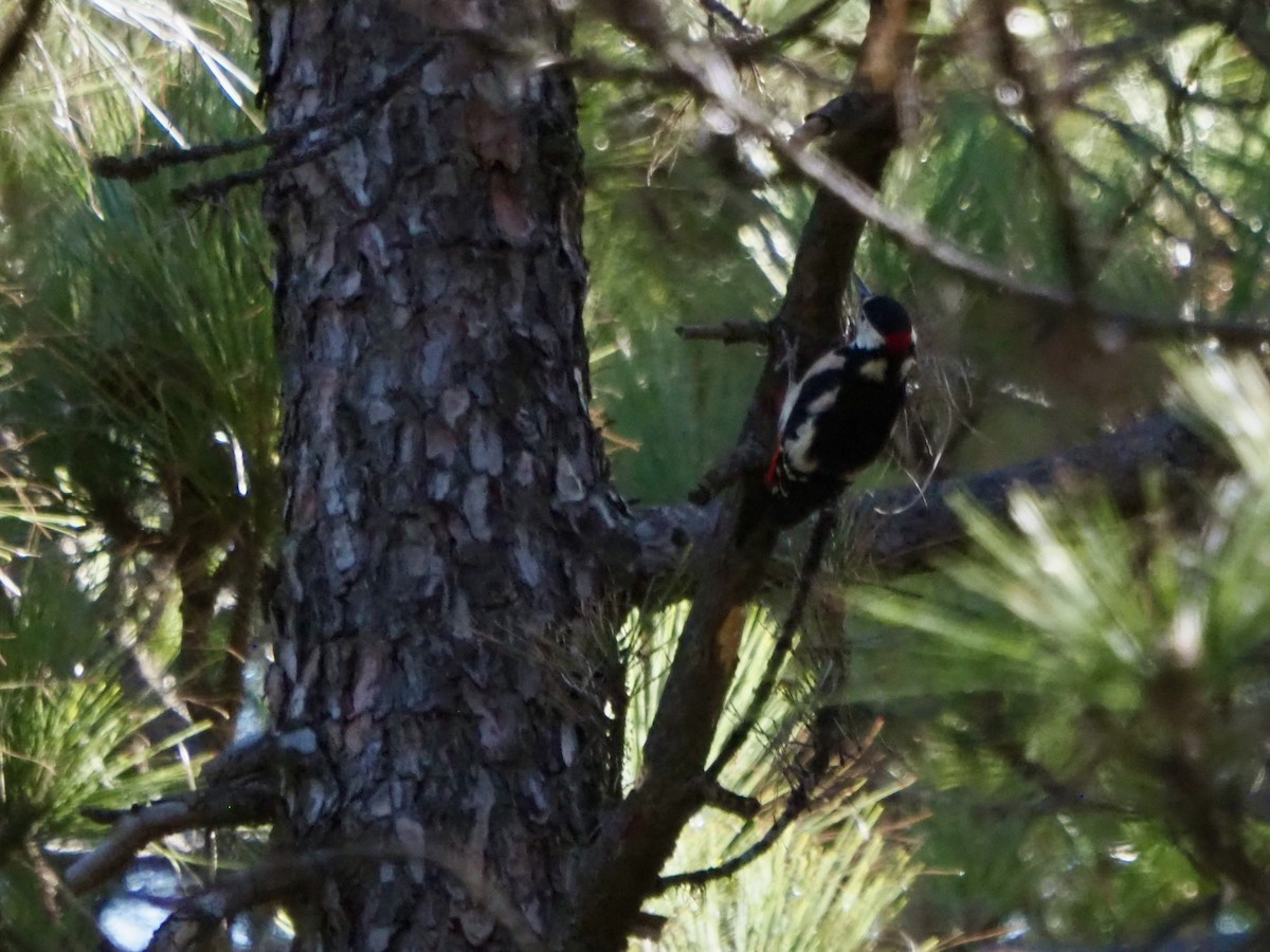 Great Spotted Woodpecker (Canarian) - ML614382245