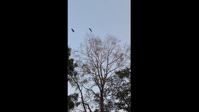 Большеклювая ворона (culminatus) - ML614382270