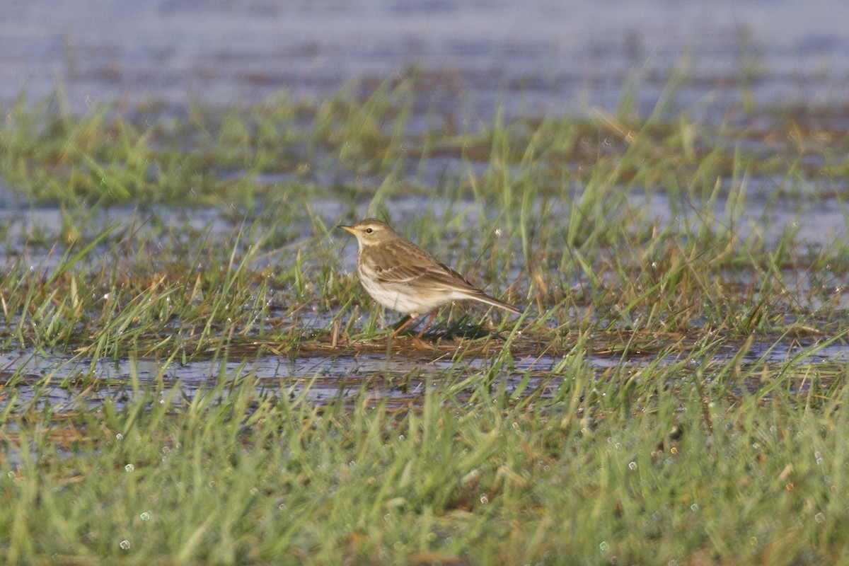 Water Pipit - ML614382315