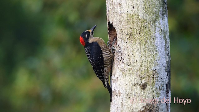 Black-cheeked Woodpecker - ML614382351