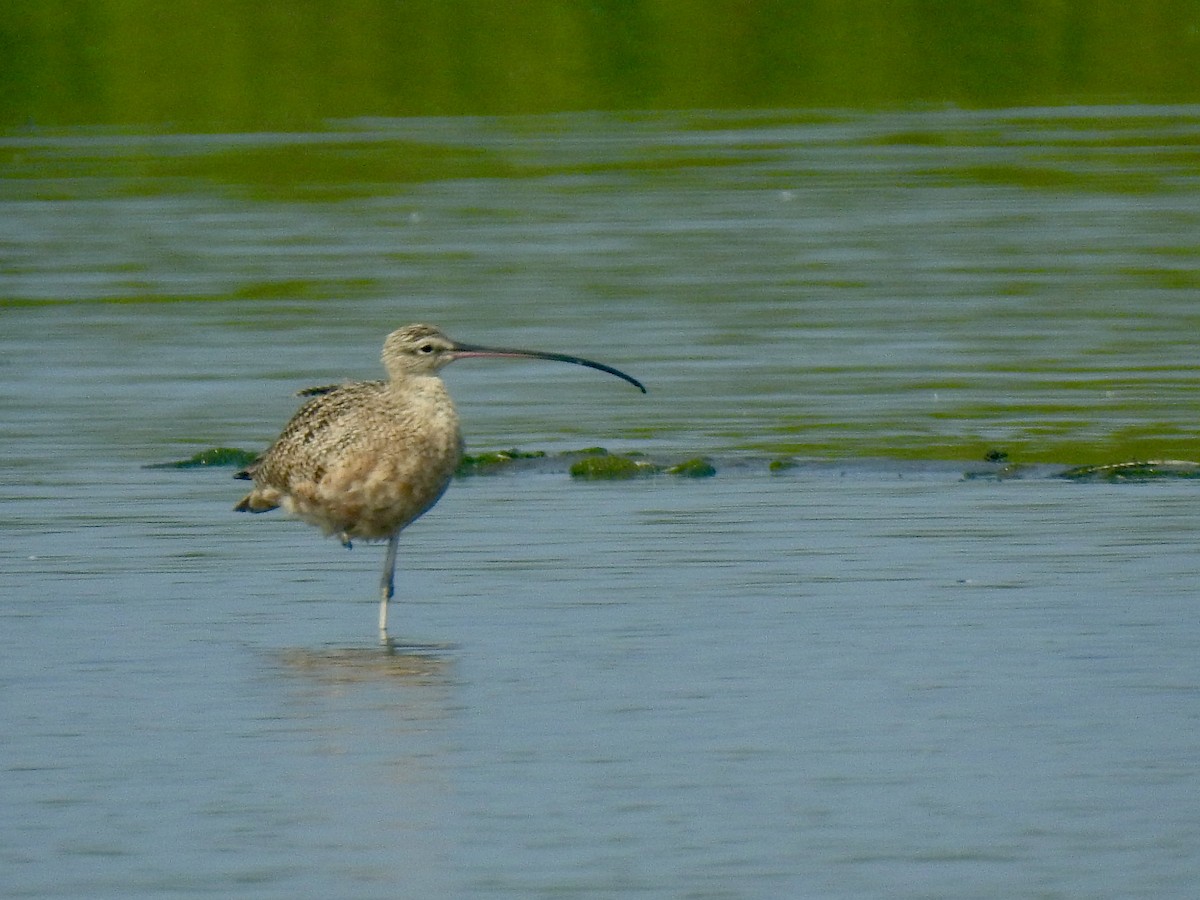 Long-billed Curlew - ML614382461
