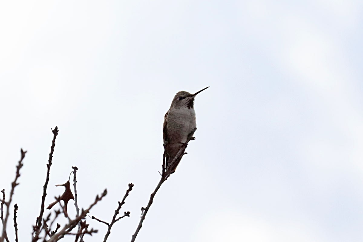 Anna's Hummingbird - ML614382498