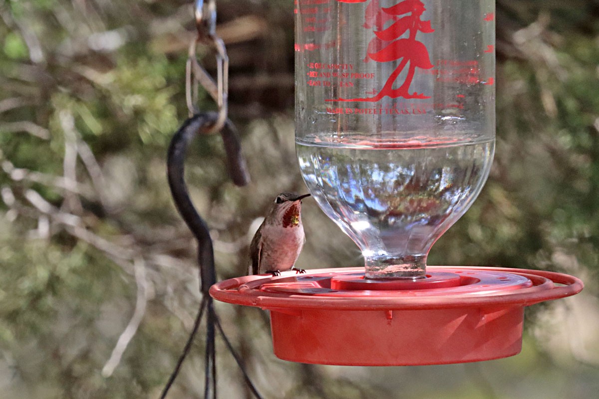 Anna's Hummingbird - ML614382499