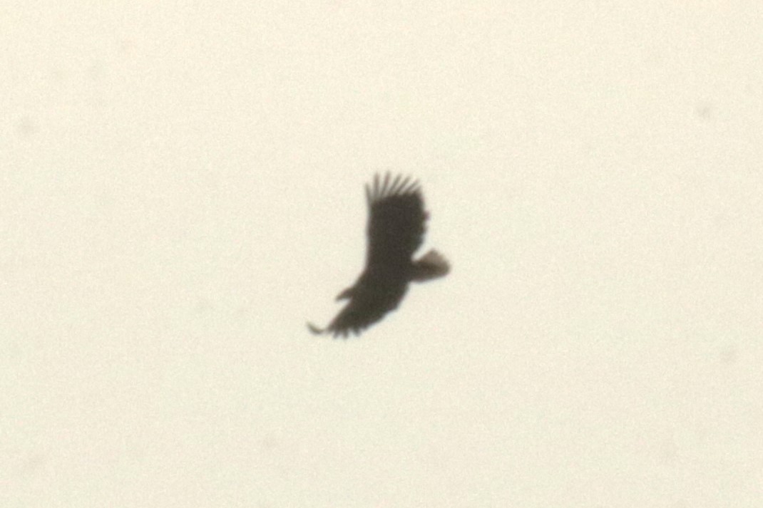 White-tailed Eagle - ML614382709