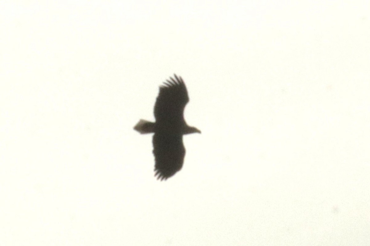 White-tailed Eagle - ML614382710