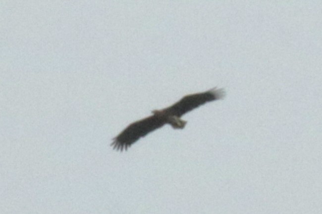 White-tailed Eagle - ML614382711