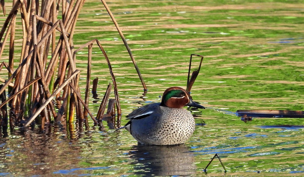 Green-winged Teal - ML614382728