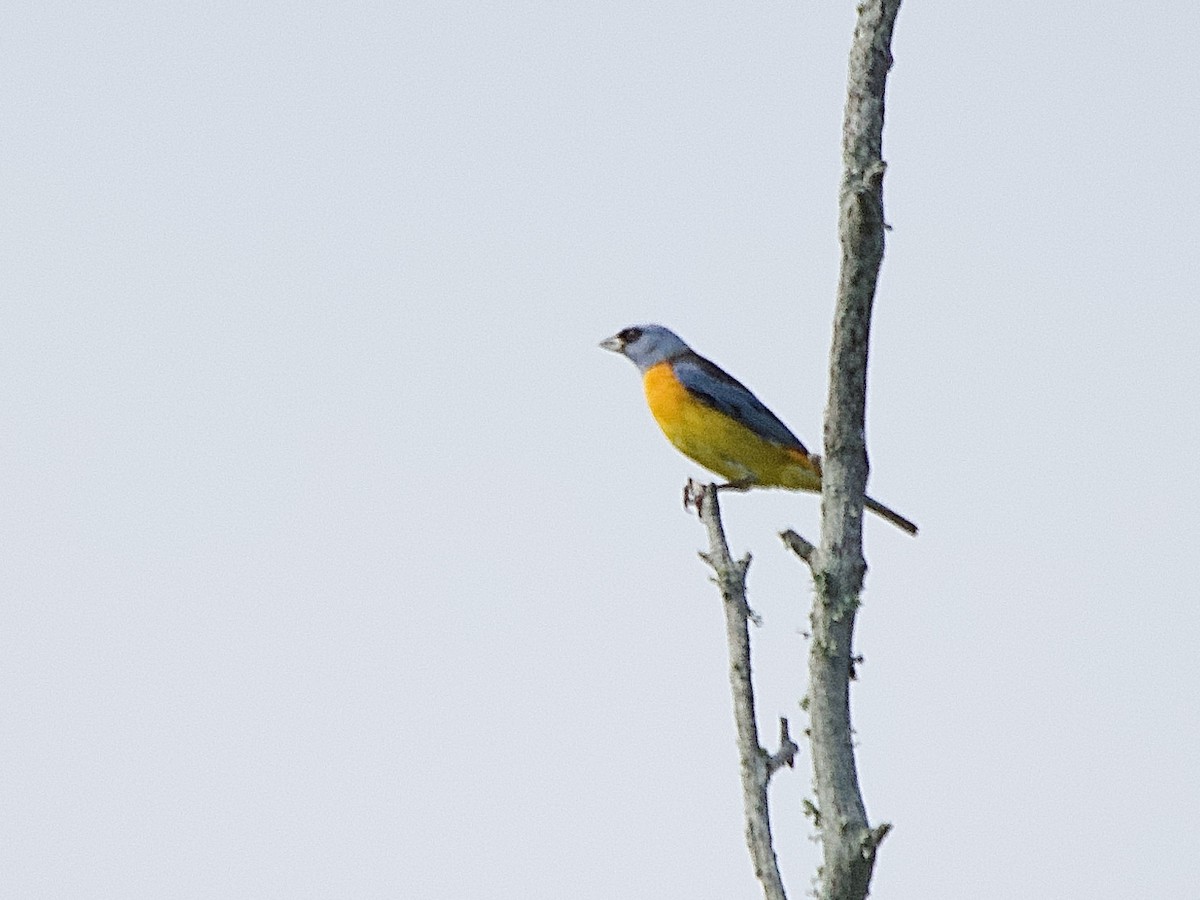 Blue-and-yellow Tanager - ML614382763