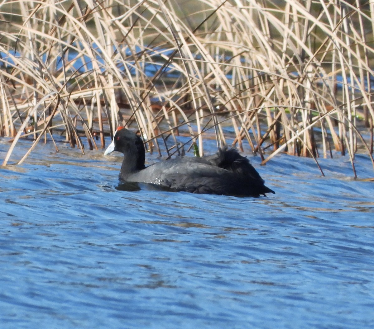 Red-knobbed Coot - ML614382918