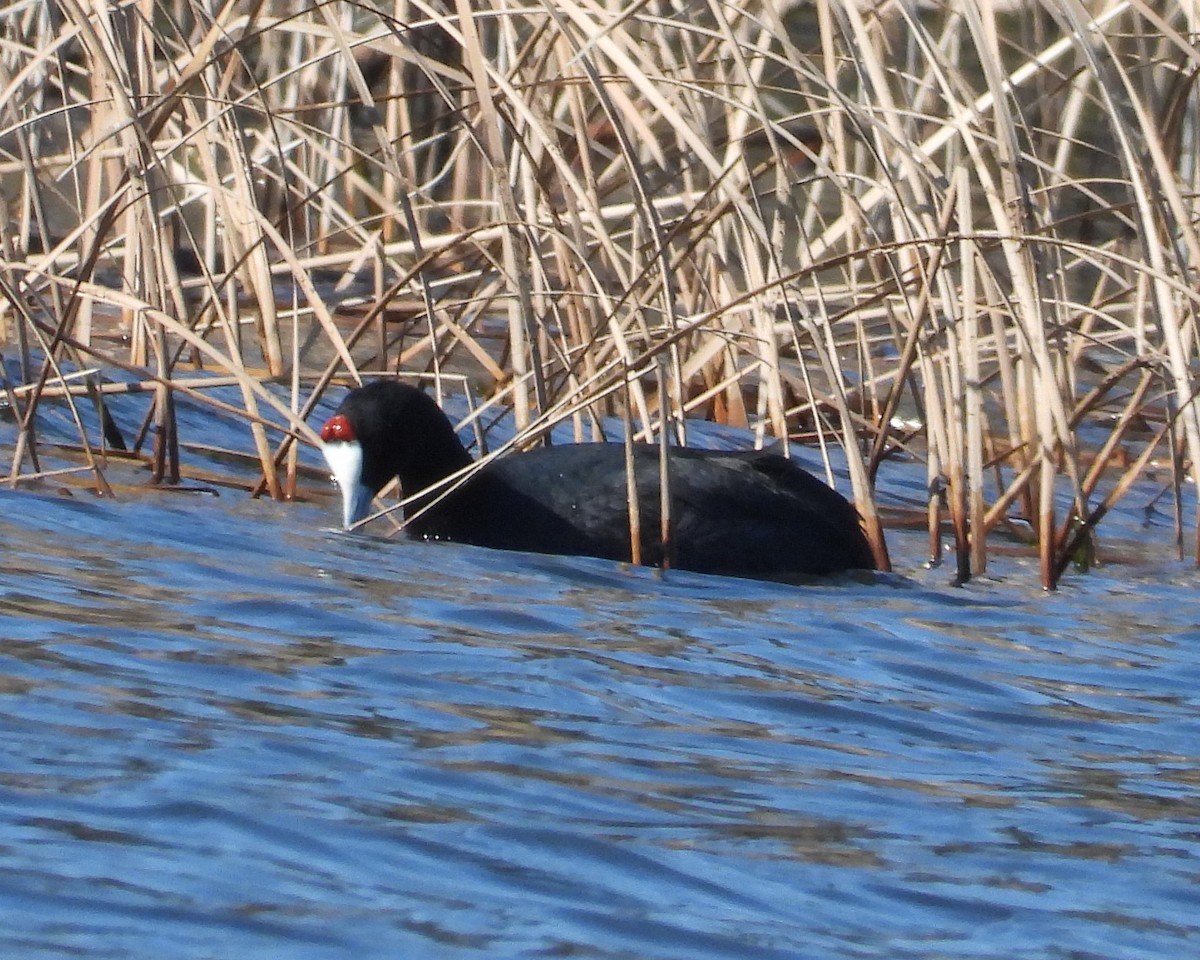 Red-knobbed Coot - ML614382919