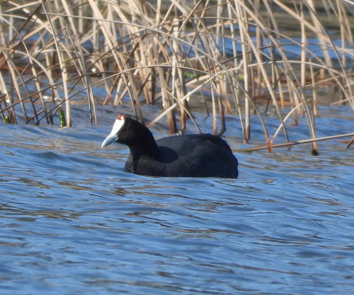 Red-knobbed Coot - ML614382920