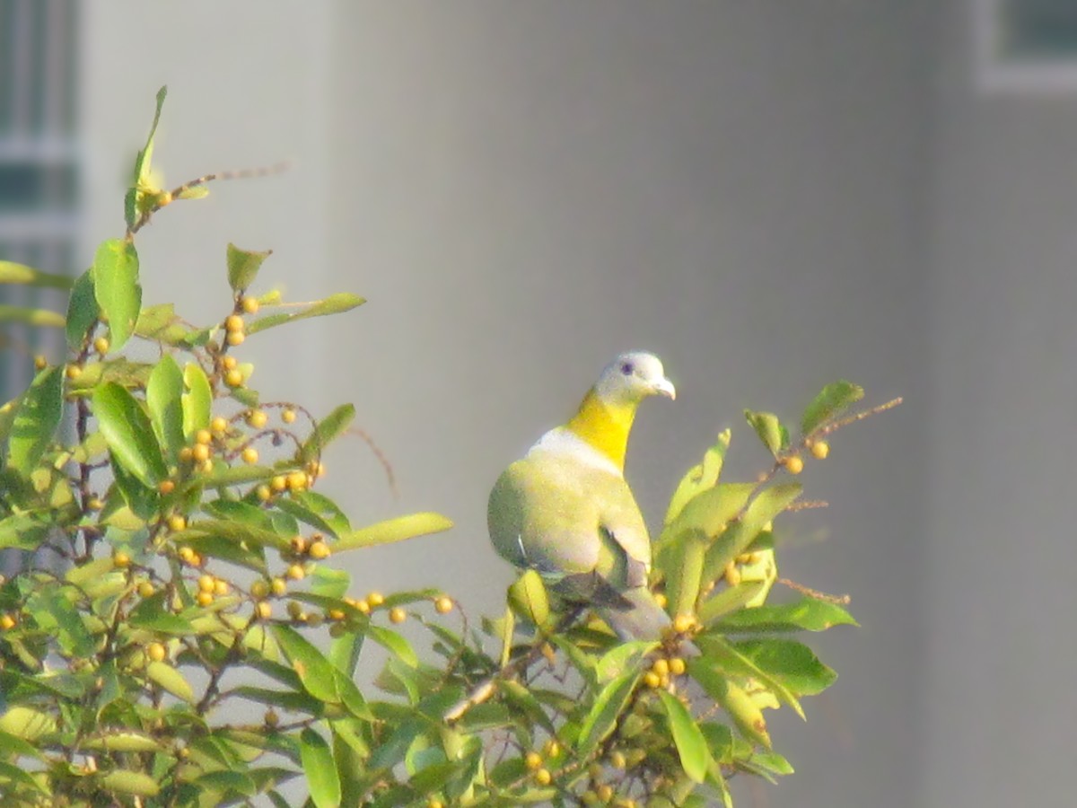 Yellow-footed Green-Pigeon - ML614382967