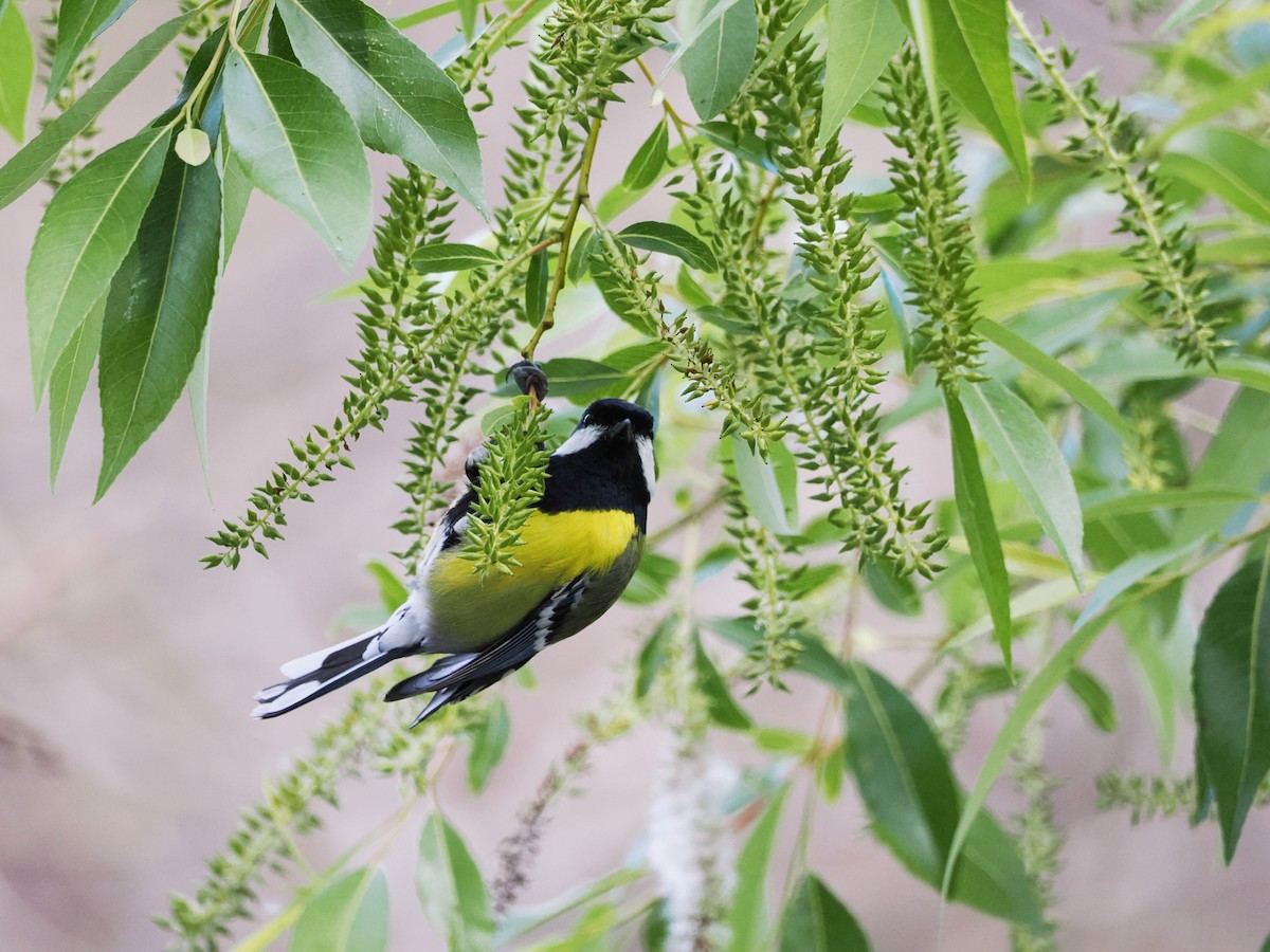 Green-backed Tit - ML614383040