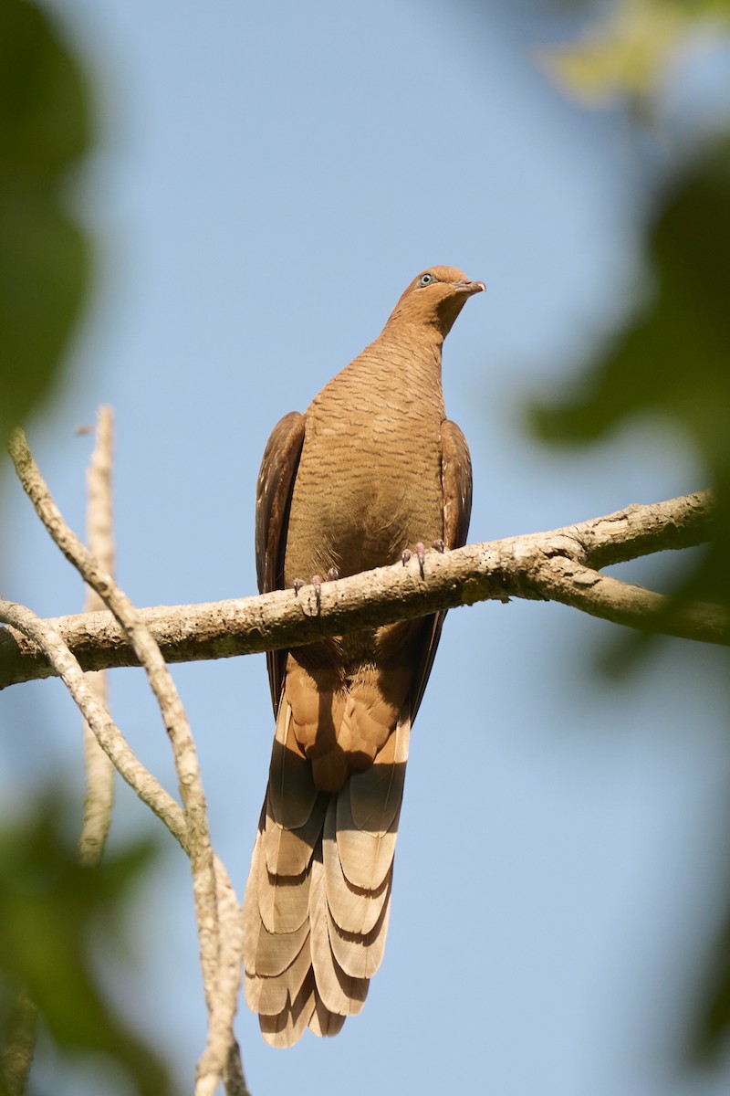 Andaman Cuckoo-Dove - ML614383316