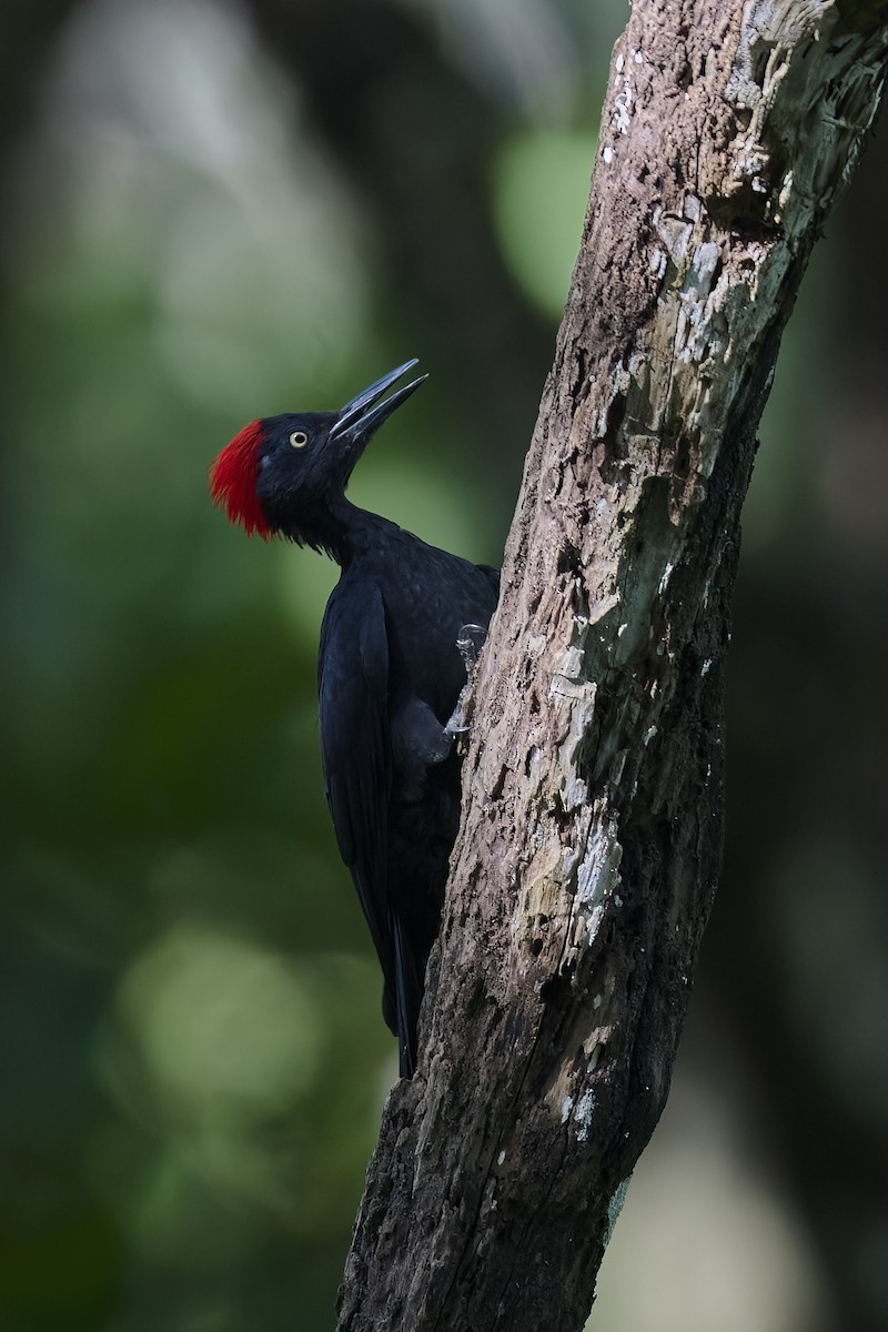 Andaman Woodpecker - ML614383335