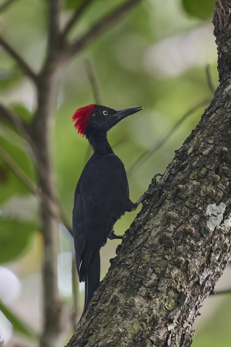 Andaman Woodpecker - ML614383336