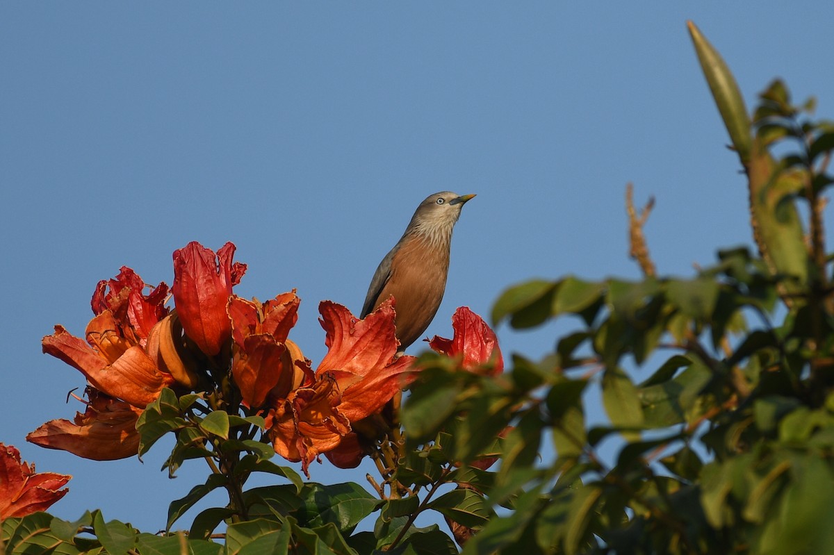 Chestnut-tailed Starling - ML614383560