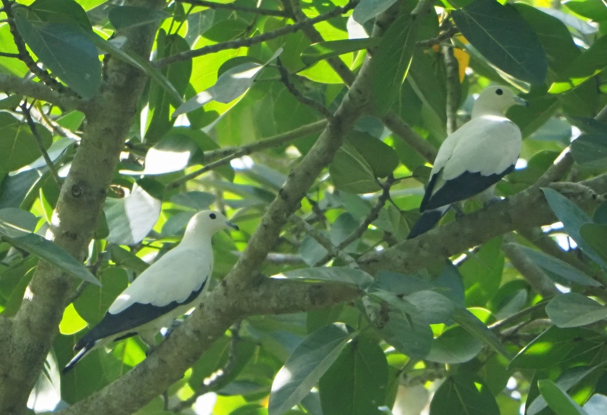 Pied Imperial-Pigeon - ML614383592