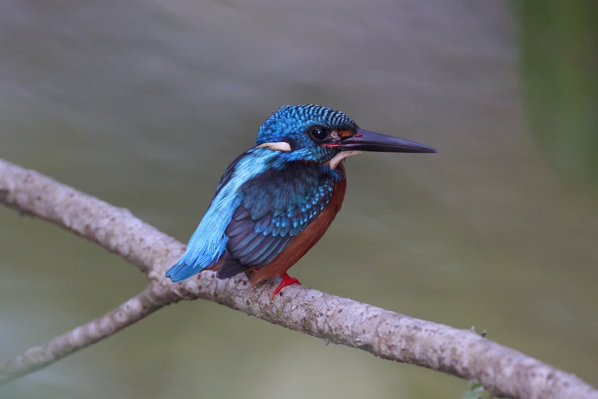 Blue-eared Kingfisher - ML614383771