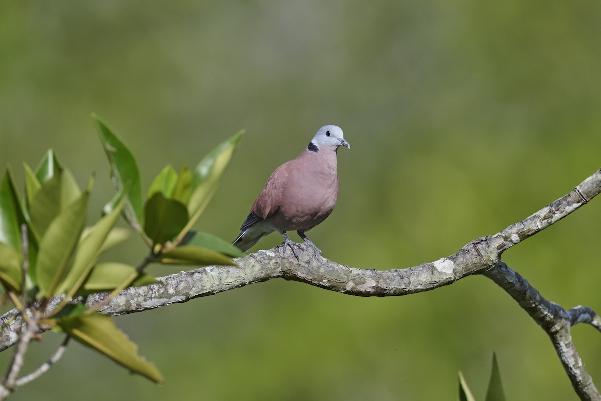 Red Collared-Dove - ML614383882